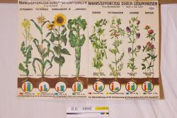 Schulwandbild - Nährstoffentzug Pflanzen